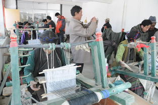 彭波半細(xì)毛羊新品種及配套技術(shù)轉(zhuǎn)化推廣軟件開發(fā)